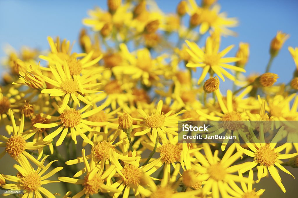 Spring daisy - Stock Image Spring daisy -charm of summer Beauty In Nature Stock Photo