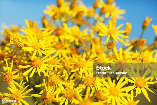 Spring Daisy Stock Image Stock Photo - Download Image Now - Beauty In Nature, Color Image, Copy Space