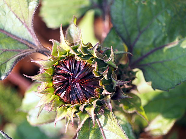 istock Sunflower - Helianthus annuus 503755940