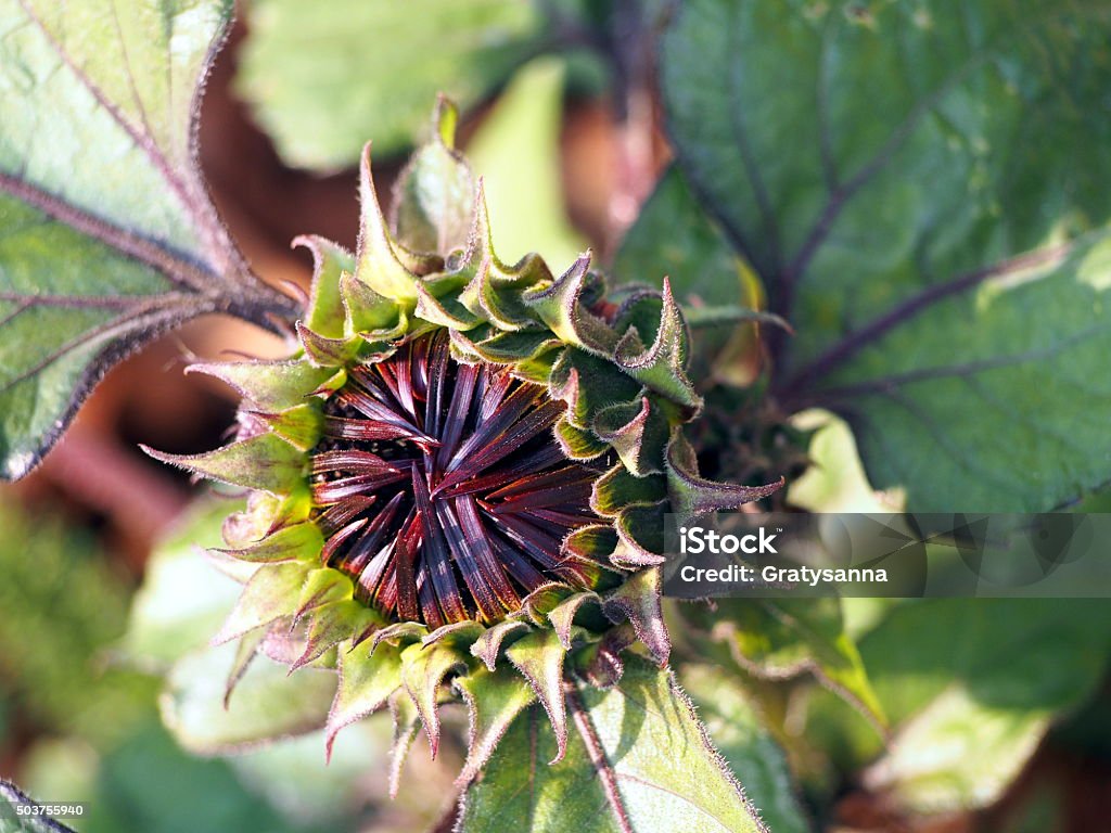 Sunflower - Helianthus annuus Close up of single Sunflower bud Brown Stock Photo