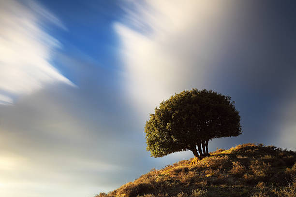 Lonely tree over the hill stock photo