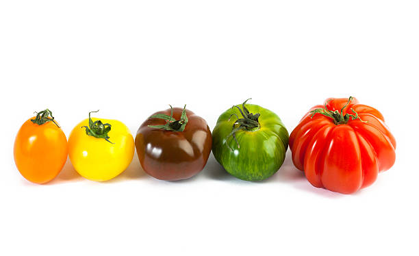 istock Different colors tomatos, Solanum lycopersicum, on white backgroung 503756010