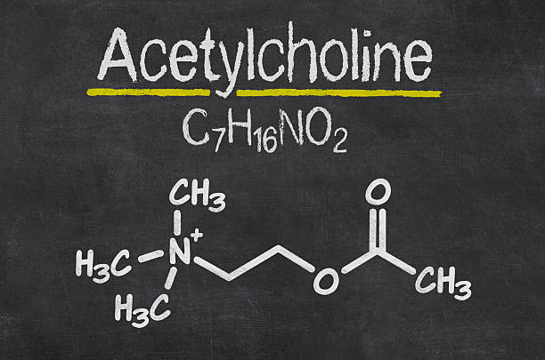blackboard, 분자식 of 아세틸콜린 - acetylcholine 뉴스 사진 이미지