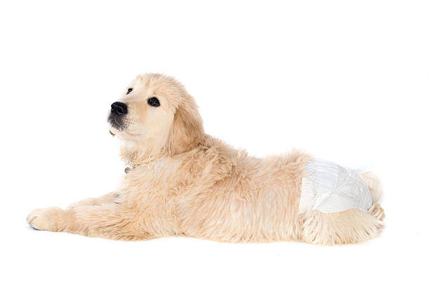 Golden retriever puppy in dog diapers looks down. Isolated stock photo