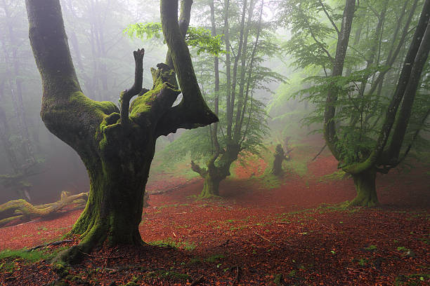 Misty and enchanted forest stock photo