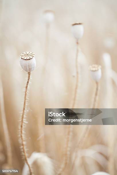 Wheal And Papaver Dry In Yellow Field Stock Photo - Download Image Now - Agriculture, Bread, Brown
