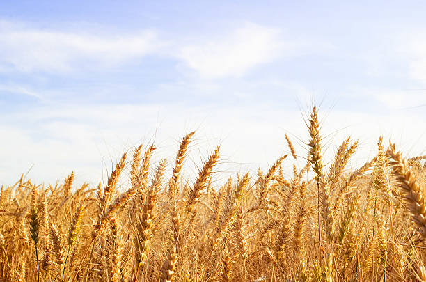 istock Golden wheat field 503757203