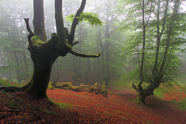 Foggy forest in spring stock photo