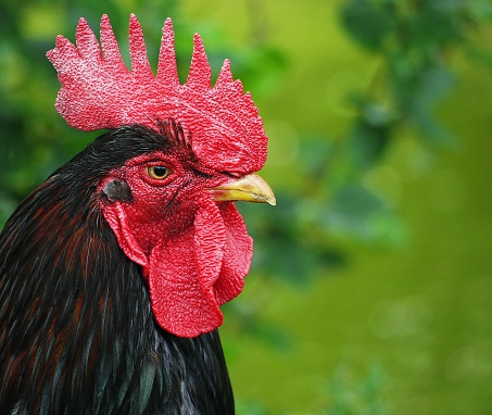 close up ,side view of a cockerel with a green background