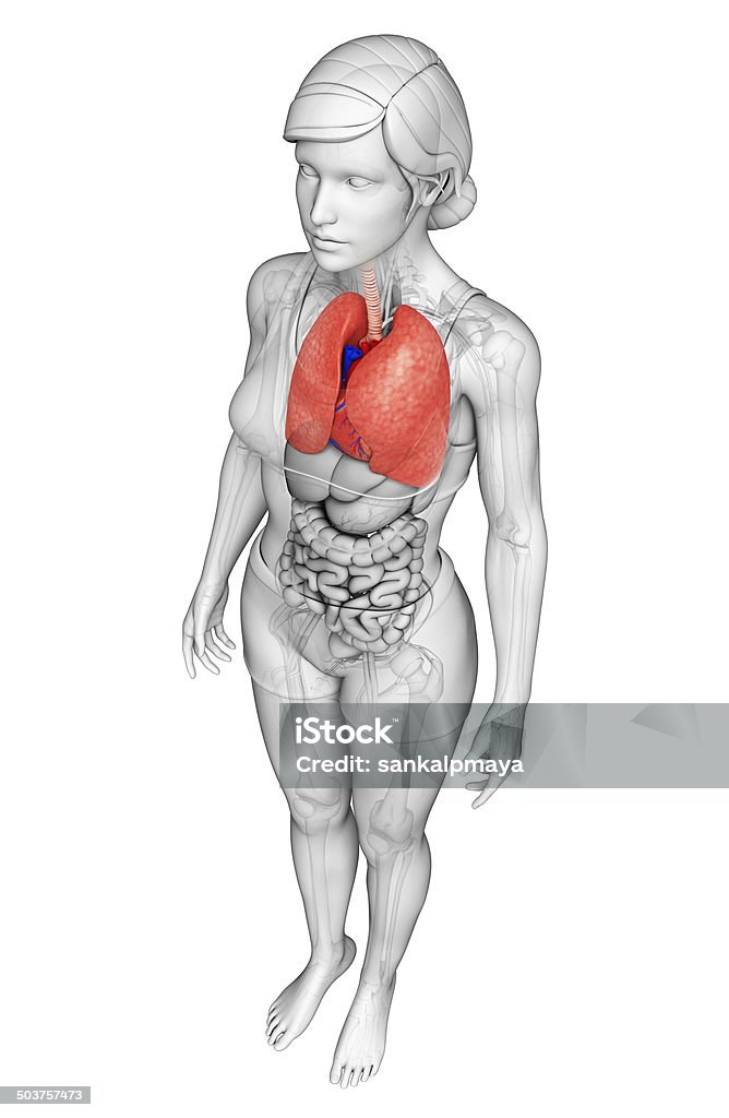 Feminino pulmões anatomia - Foto de stock de Abdome royalty-free
