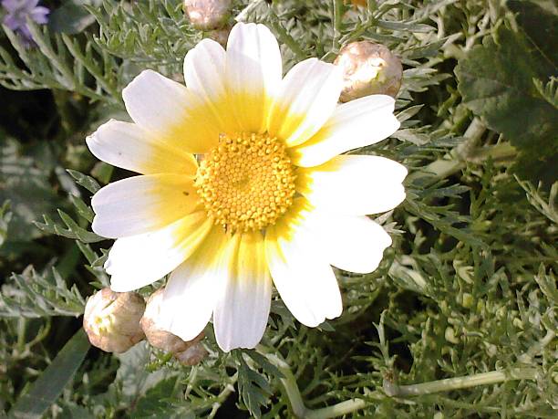 Flower - Meadowfoam or Limnanthes Douglasii