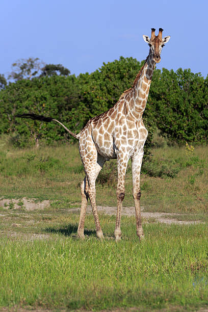 giraffenbulle - laurasiatheria стоковые фото и изображения