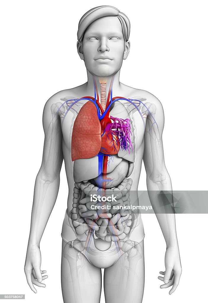 Os pulmões anatomia - Foto de stock de Abdome royalty-free