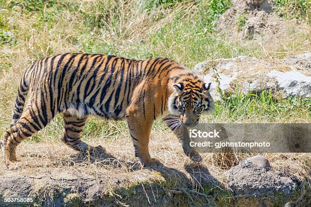 Tiger By The Edge Stock Photo - Download Image Now - Tacoma, Washington  State, Animal - iStock