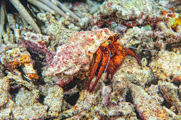 istock Colorful hermit crab in indonesia 503758157