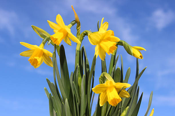 image de trompette jonquilles jaunes (tête à tête), bleu ciel et nuages, fond whispy - spring daffodil flower sky photos et images de collection