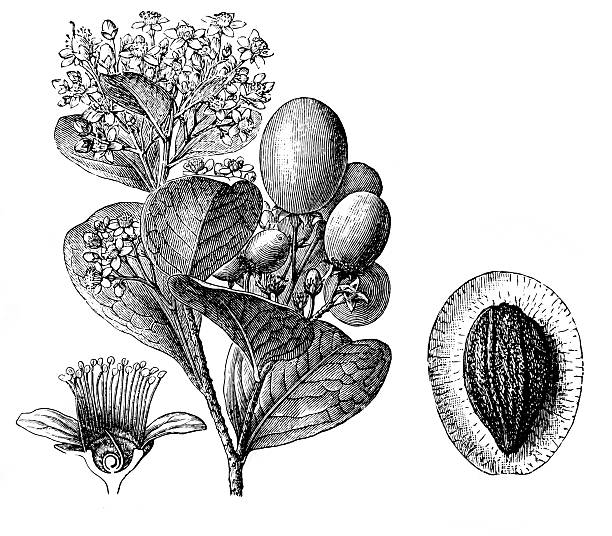 Chrysobalanus icaco (cocoplum, Paradise Plum or icaco) Antique illustration engraving of Chrysobalanus icaco (cocoplum, Paradise Plum or icaco) chrysobalanaceae stock illustrations