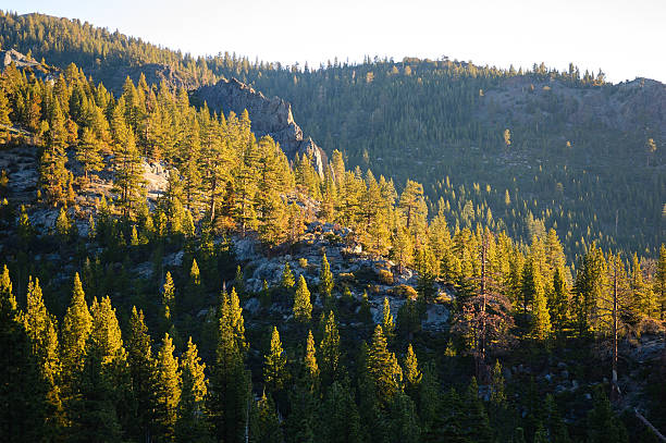 スタニスラウス国立の森 - stanislaus national forest ストックフォトと画像