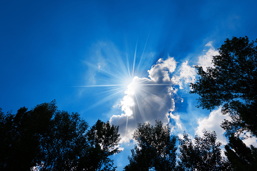 Black silhouette of trees with leaves on blue sky with clouds and sun rays