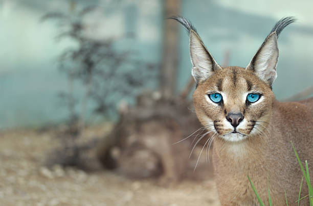 Caracal 

The portrait of Caracal caracal stock pictures, royalty-free photos & images