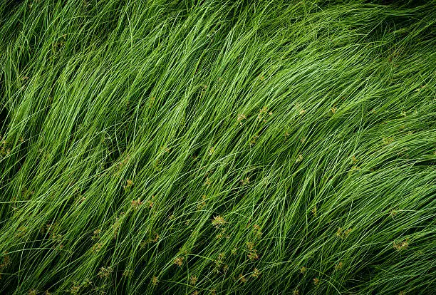 Cocograss, close up beautiful green Nut grass pattern from garden 