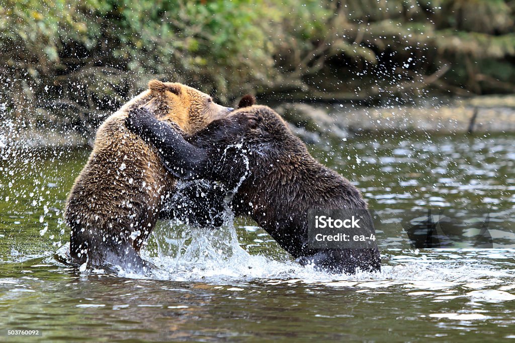 Grizzlys - Foto de stock de Luchar libre de derechos