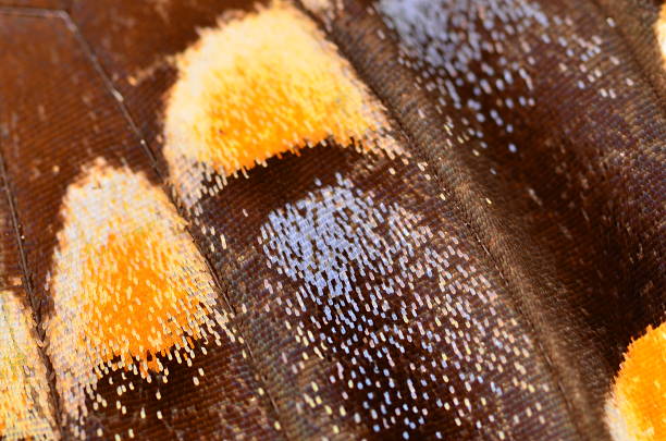 istock Macro of swallowtail butterfly iridescent wing scales 503760308
