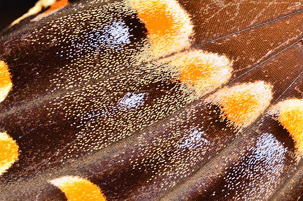 istock Macro of butterfly wing, showing colorful multi-color pattern 503760374