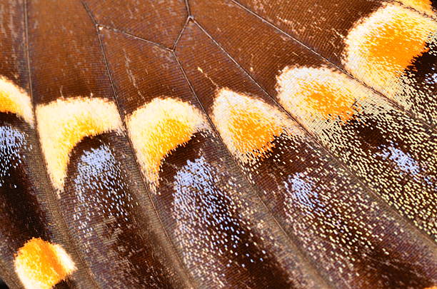 istock Macro of curvy Swallowtail butterfly wing segments 503760414