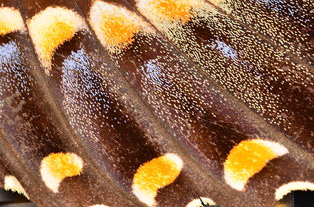 istock Colorful, curved butterfly wing segments diagonally across frame 503760438
