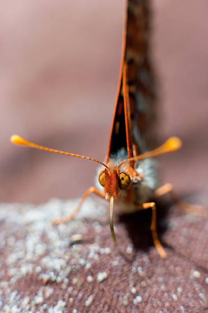 Feeding Butterfly stock photo