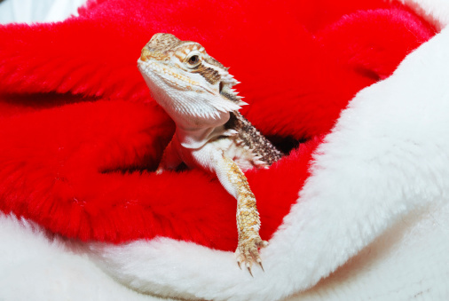 Bearded dragon coming out of a Santa Claus hat.