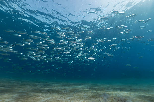 istock Striped mackerel the Red Sea. 503760907