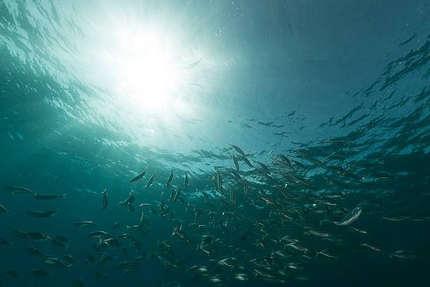 istock Striped mackerel the Red Sea. 503760917