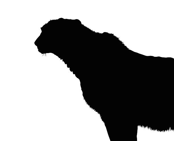 istock Silhouette of Alert Standing Cheetah 503761021