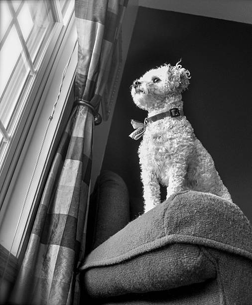 istock Poodle sitting high on chair - B&W image 503761231