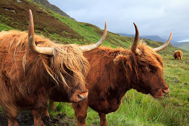 Highland cows in Skye island stock photo