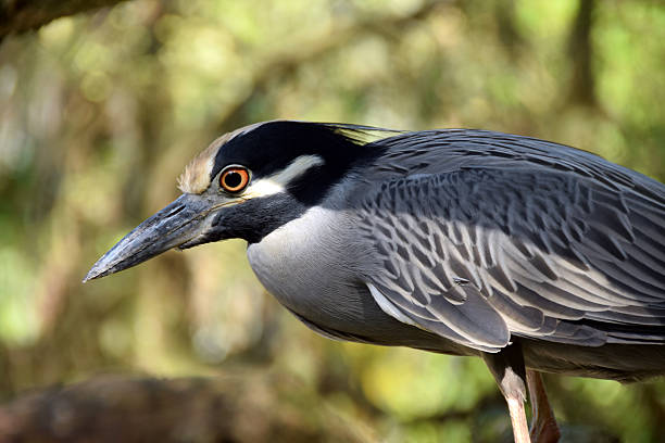 Night heron closeup view Night heron commonly seen in the Florida Everglades (Nycticorax nycticorax ) black crowned night heron nycticorax nycticorax stock pictures, royalty-free photos & images