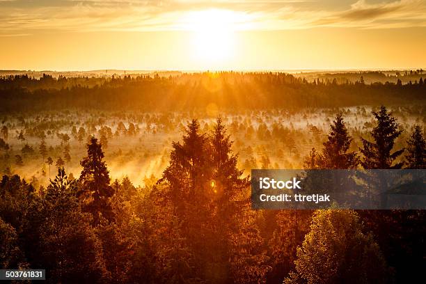 Sole Che Sorge Nella Palude - Fotografie stock e altre immagini di Alba - Crepuscolo - Alba - Crepuscolo, Albero, Ambientazione esterna