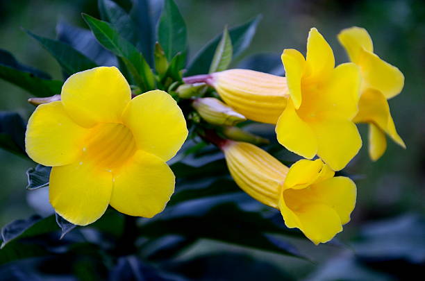 istock Close up of yellow flowers 503761864