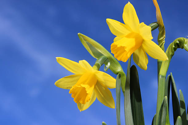 istock Image of springtime crocus flowers with sunny blue sky background 503762126