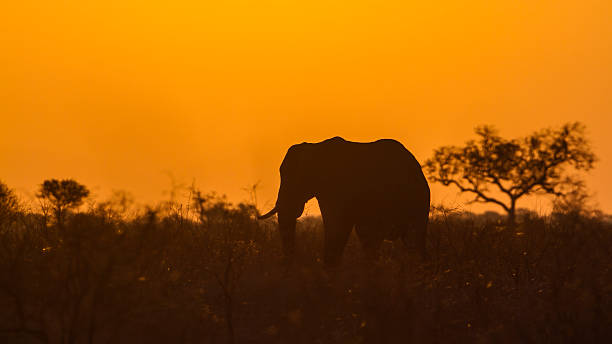 istock African bush elephant in Kruger National park 503763282