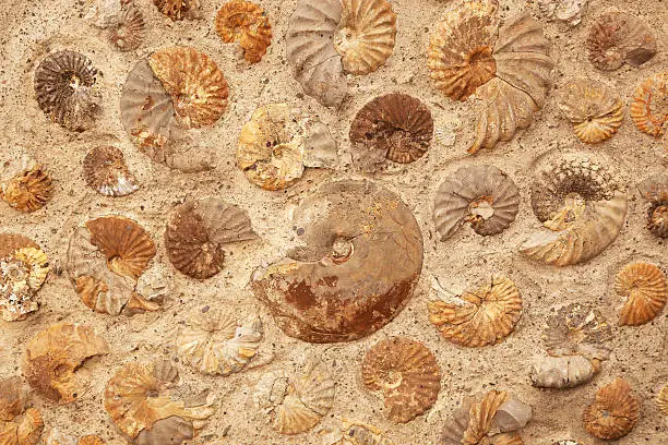 A background texture of ammonite fossils embedded in rock.