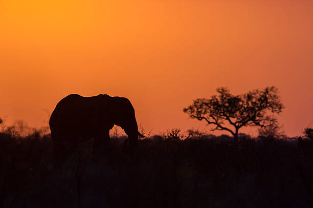 istock African bush elephant in Kruger National park 503763412