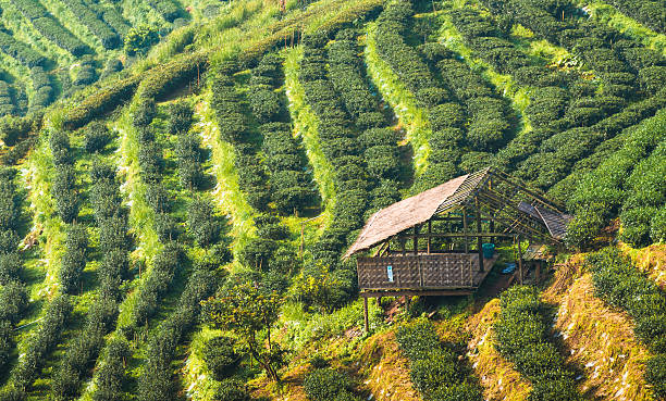 istock Panoramic view misty morning sunrise in mountain at north Thailand 503763540
