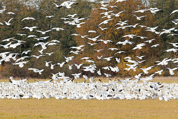 Snow gooses in winter,Westham island.