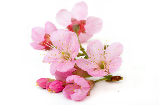 Pink sakura flowers, Cherry blossom isolated on white background