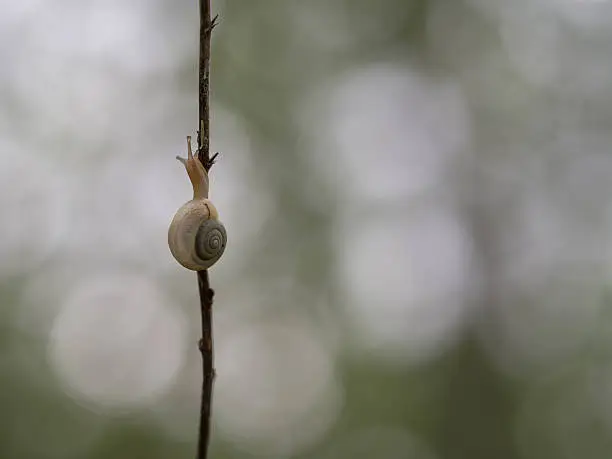 Photo of small air-breathing land snail in the backlight - Monacha cartusiana