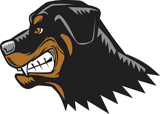 cartoon wütend rottweiler - eckzahn stock-grafiken, -clipart, -cartoons und -symbole