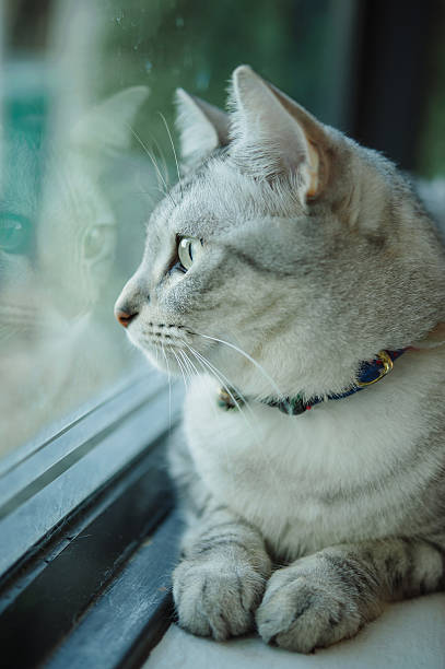 istock Cat sitting on a windowsill and looking out the window 503766674